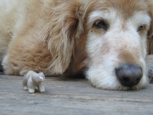 Giant Puppy - Brooke P.