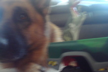 Giant Puppy - Brie M.
