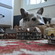 Giant Puppy - Shannon S.