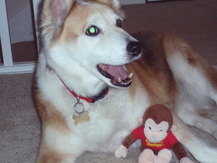 Giant Puppy - Taylor S.