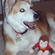 Giant Puppy - Taylor S.