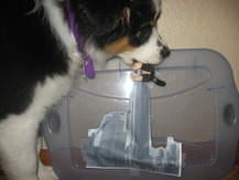 Giant Puppy - Jeanette S.