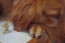 Giant Puppy - Giuliano M.
