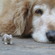 Giant Puppy - Brooke P.